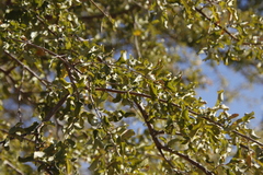 Combretum