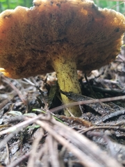 Suillus