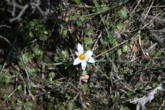 Romulea