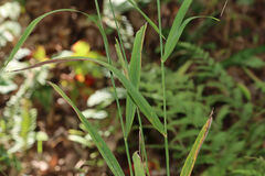 Calamagrostis epigejos