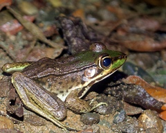 Lithobates vaillanti