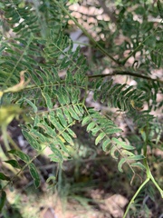 Leucaena leucocephala