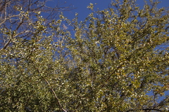 Combretum