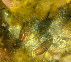 Homarus americanus
