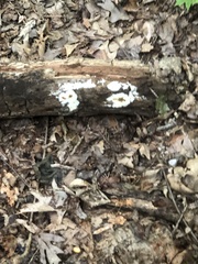 Ceratiomyxa fruticulosa