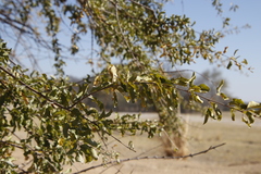 Combretum