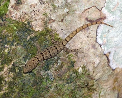 Gonatodes albogularis