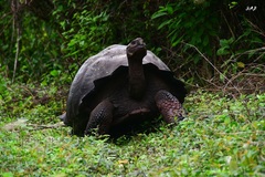 Chelonoidis niger donfaustoi