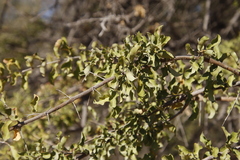 Combretum