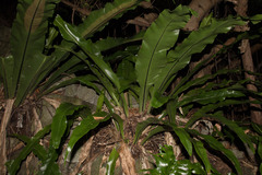 Asplenium setoi