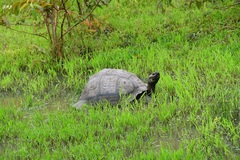Chelonoidis niger donfaustoi