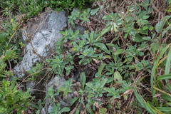 Crepidiastrum lanceolatum