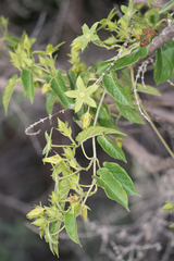 Gonolobus grandiflorus