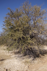 Combretum