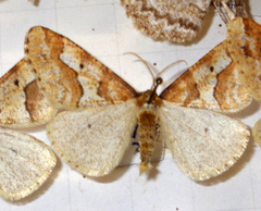 Erannis defoliaria