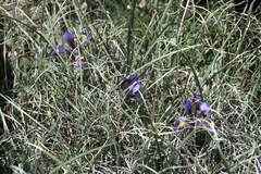 Iris unguicularis cretensis