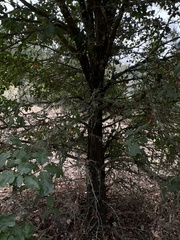 Quercus lobata