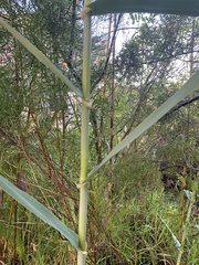 Arundo donax