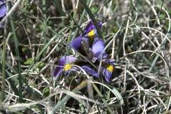 Iris unguicularis cretensis