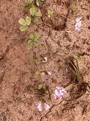 Lespedeza repens