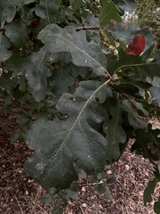 Quercus lobata