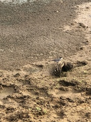 Motacilla alba yarrellii