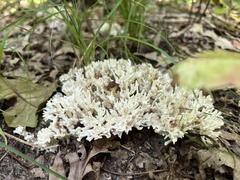 Sebacina schweinitzii