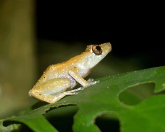 Diasporus diastema