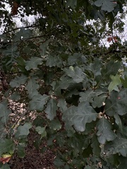 Quercus lobata