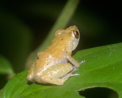 Diasporus diastema