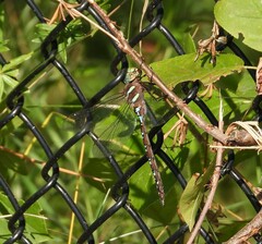 Aeshna tuberculifera