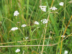 Oxyna flavipennis