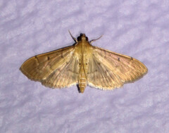 Herpetogramma bipunctalis