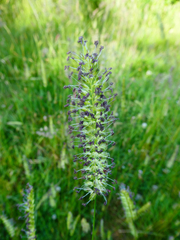 Cynosurus cristatus