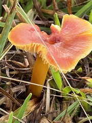 Hygrocybe