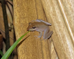 Craugastor crassidigitus