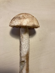Leccinum scabrum