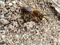 Colletes hederae