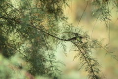 Calypte anna