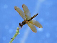 Perithemis