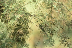 Calypte anna