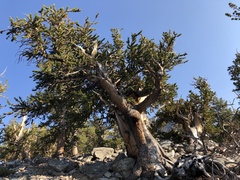 Pinus longaeva