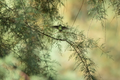 Calypte anna