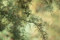 Calypte anna