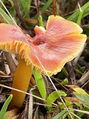 Hygrocybe
