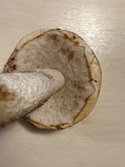 Leccinum scabrum