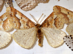 Erannis defoliaria