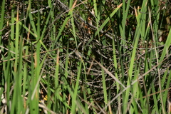 Psaltriparus minimus