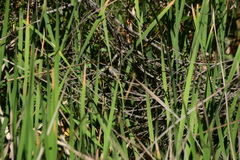 Psaltriparus minimus