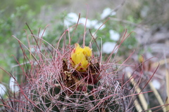 Hamatocactus hamatacanthus